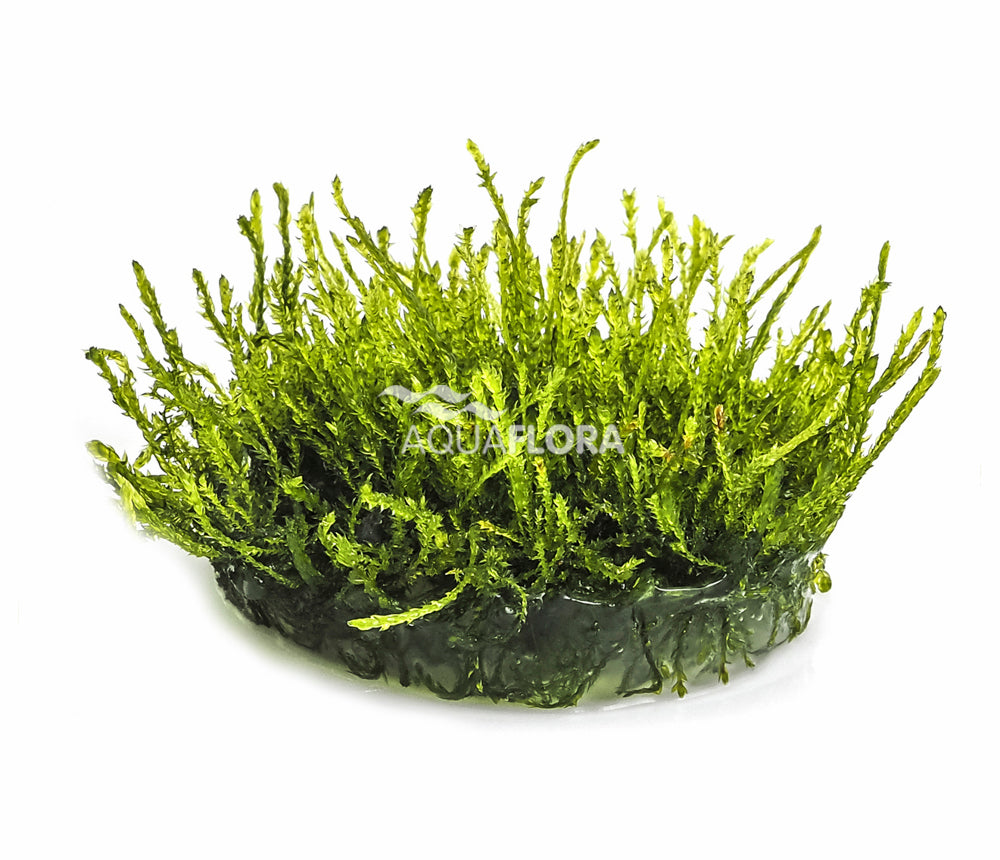 Vesicularia ferriei 'Weeping' - Weeping Moos