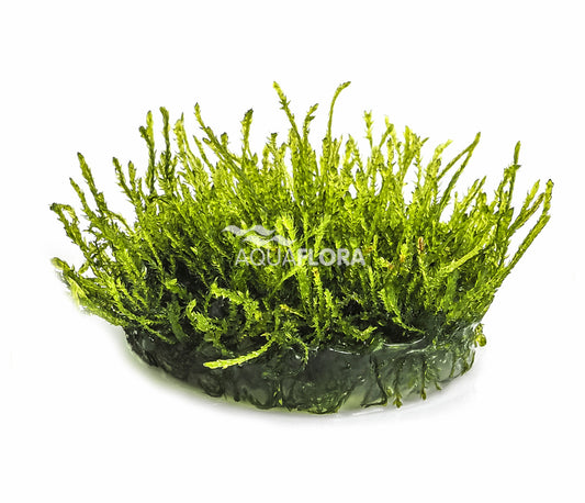 Vesicularia ferriei 'Weeping' - Weeping Moos