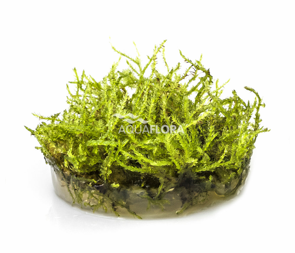 Vesicularia montagnei 'Christmas' - Christmas Moos