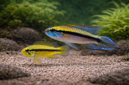 Zuchtpaar: Apistogramma agassizii tefe