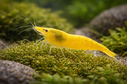 Neocaridina davidi / Yellow Fire Garnele