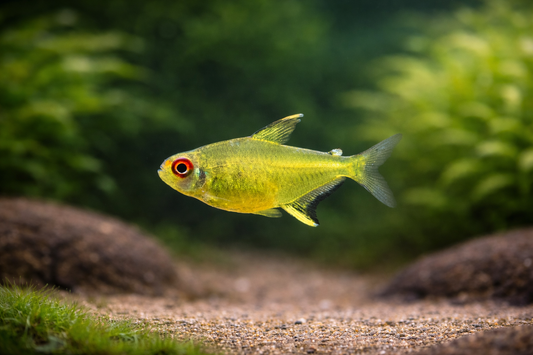 Hyphessobrycon pulchripinnis / Zitronensalmler